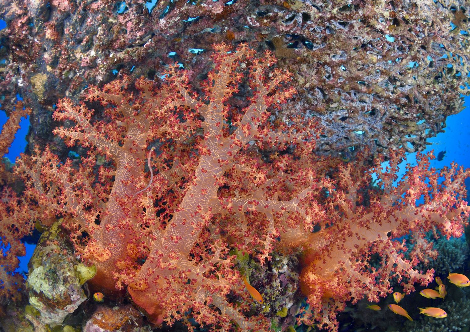 Sequestrate 8 tonnellate di coralli in via d&#39;estinzione nel porto di Genova