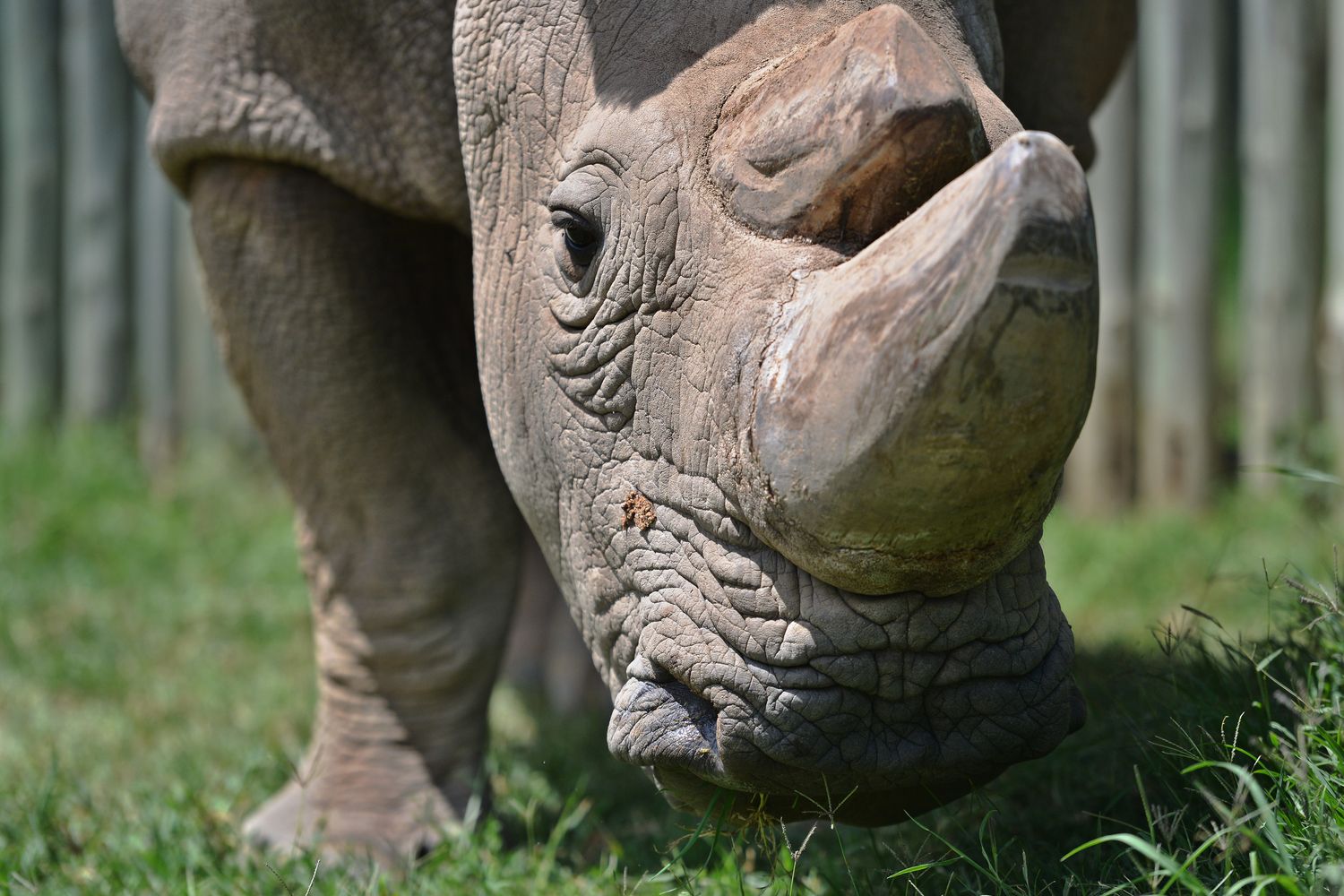 &nbsp;L'ultimo rinoceronte bianco
