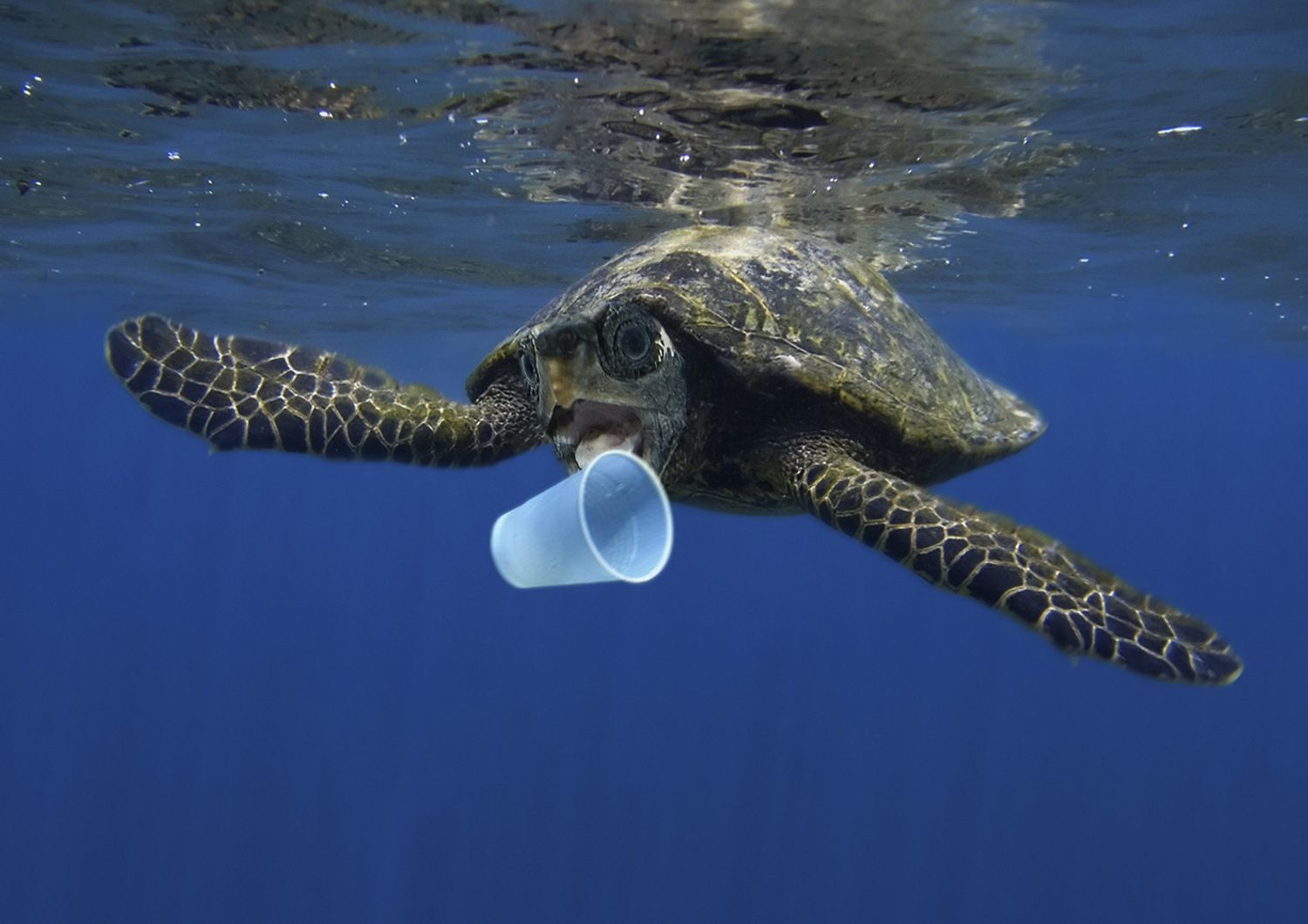 Tartaruga marina cerca di mordere un bicchiere di plastica &nbsp;
