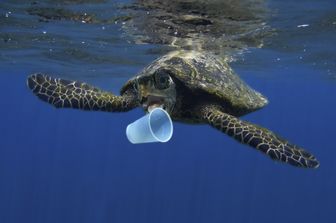 Tartaruga marina cerca di mordere un bicchiere di plastica &nbsp;