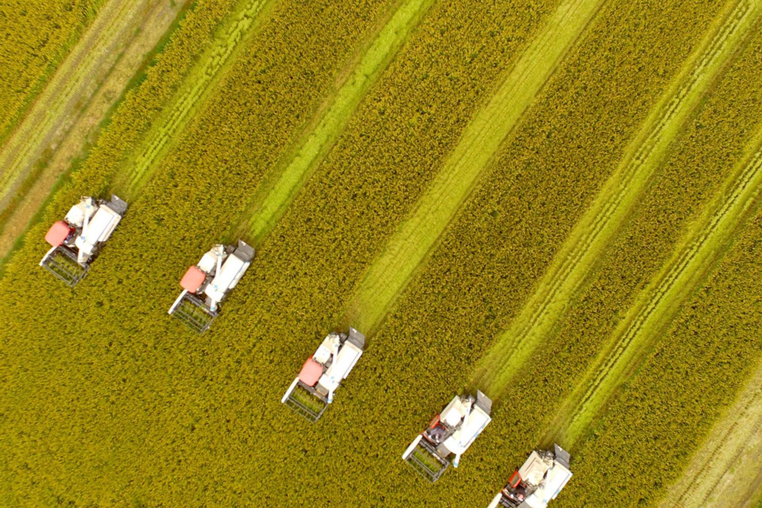 &nbsp;Coltivazioni di riso in Cina&nbsp;