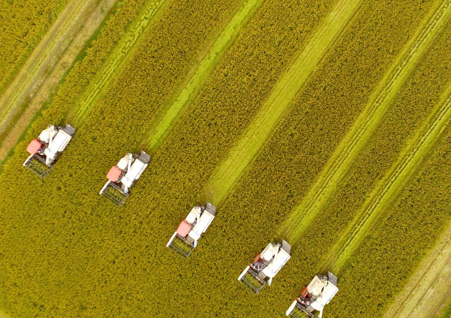 &nbsp;Coltivazioni di riso in Cina&nbsp;