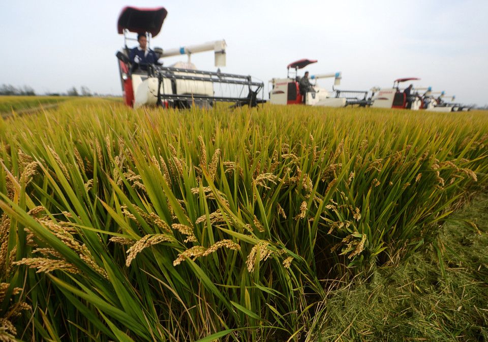 &nbsp; Coltivazioni di riso