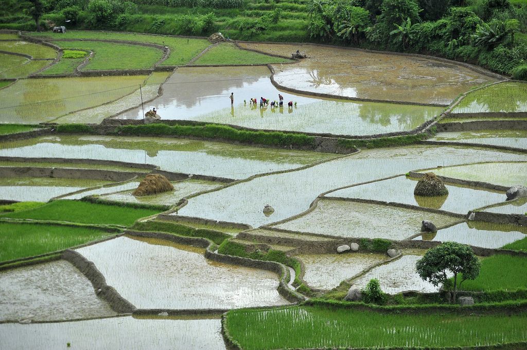 &nbsp; Coltivazioni di riso in Cina