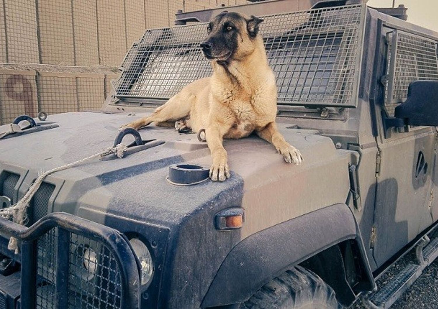 L&#39;esercito dice addio a Jimmy, veterano dei cani anti-esplosivo