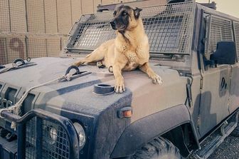 L&#39;esercito dice addio a Jimmy, veterano dei cani anti-esplosivo