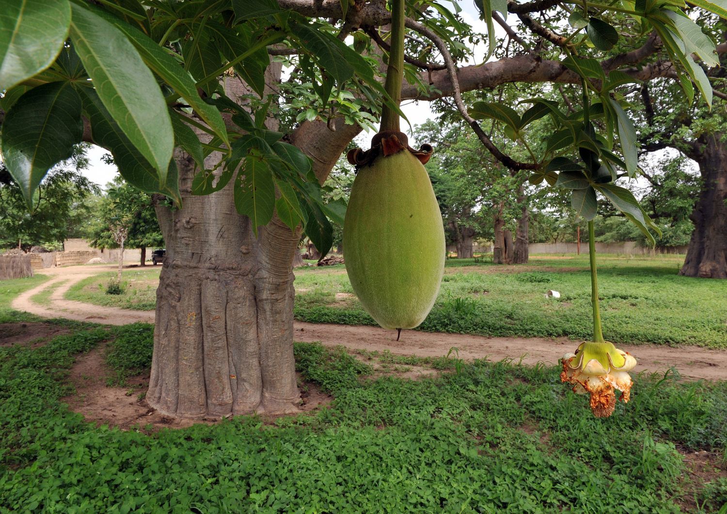 &nbsp; Frutto di baobab