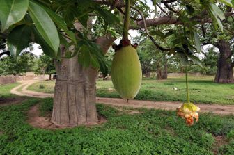 &nbsp; Frutto di baobab