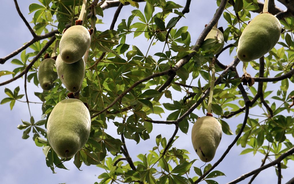 &nbsp;Frutto di baobab