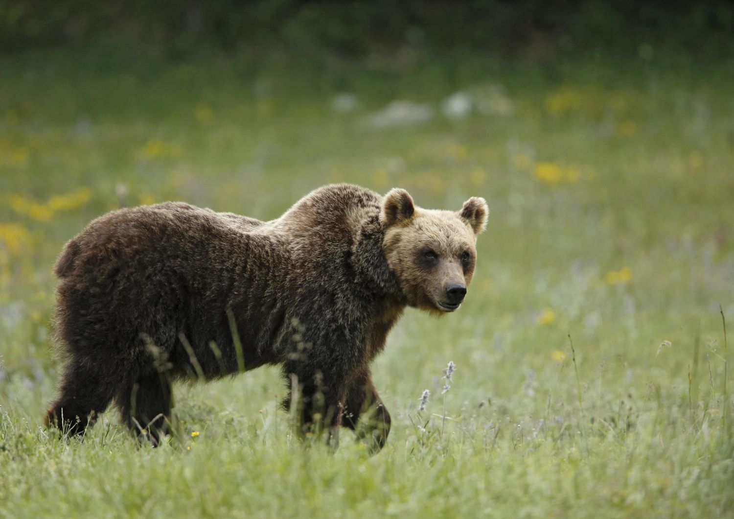 &nbsp;Orso, immagine d'archivio