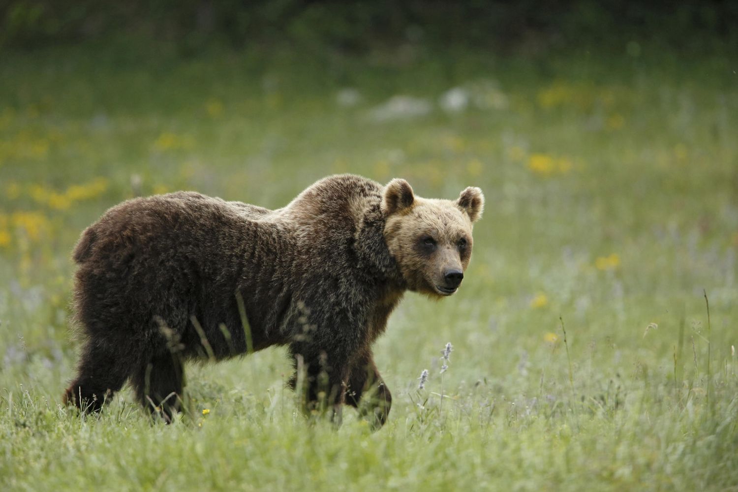 Orso marsicano