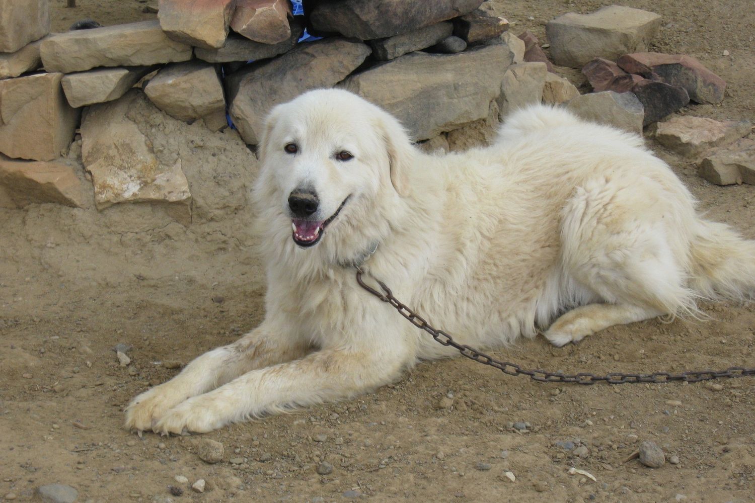 cane maremmano&nbsp;