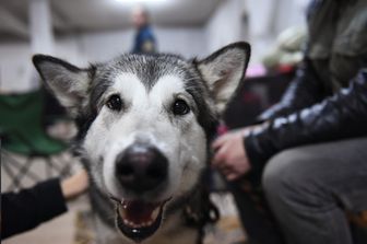 Quanto ci vorr&agrave; ancora per tradurre in parole il pensiero dei cani?