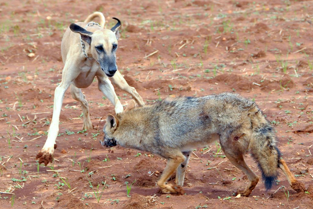 &nbsp; Combattimenti tra cani randagi in Marocco