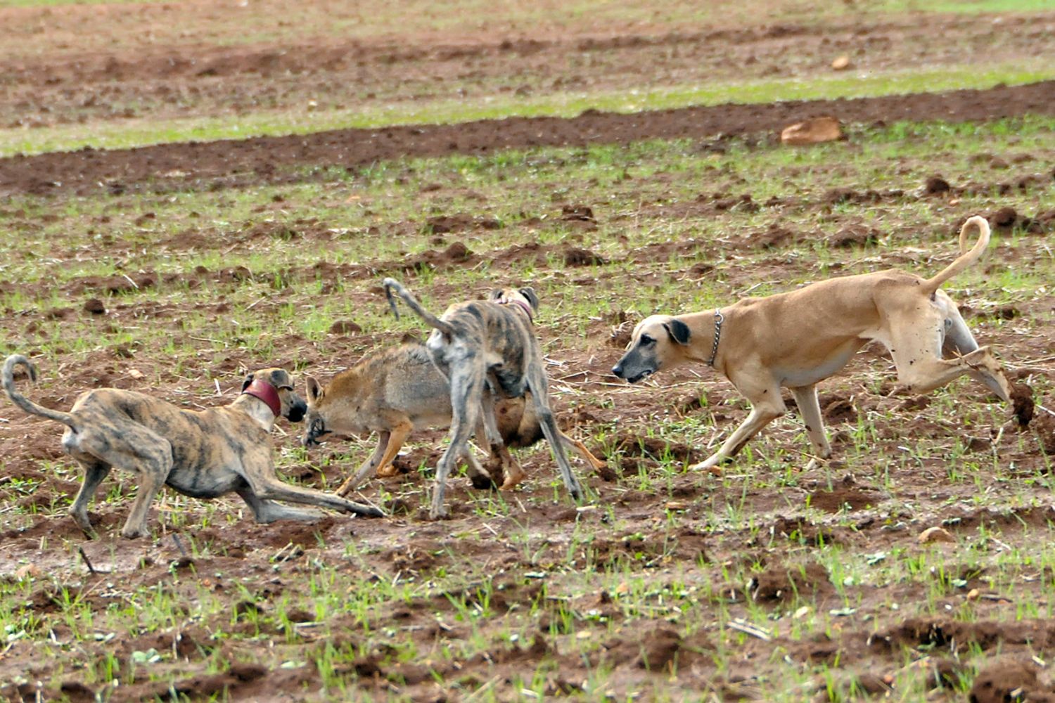 &nbsp;Combattimenti tra cani randagi in Marocco