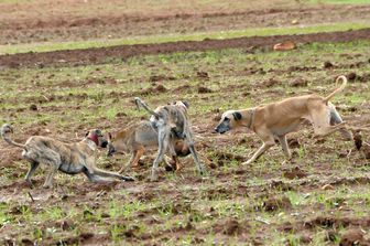 &nbsp;Combattimenti tra cani randagi in Marocco