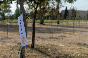 Taranto ha la sua foresta urbana