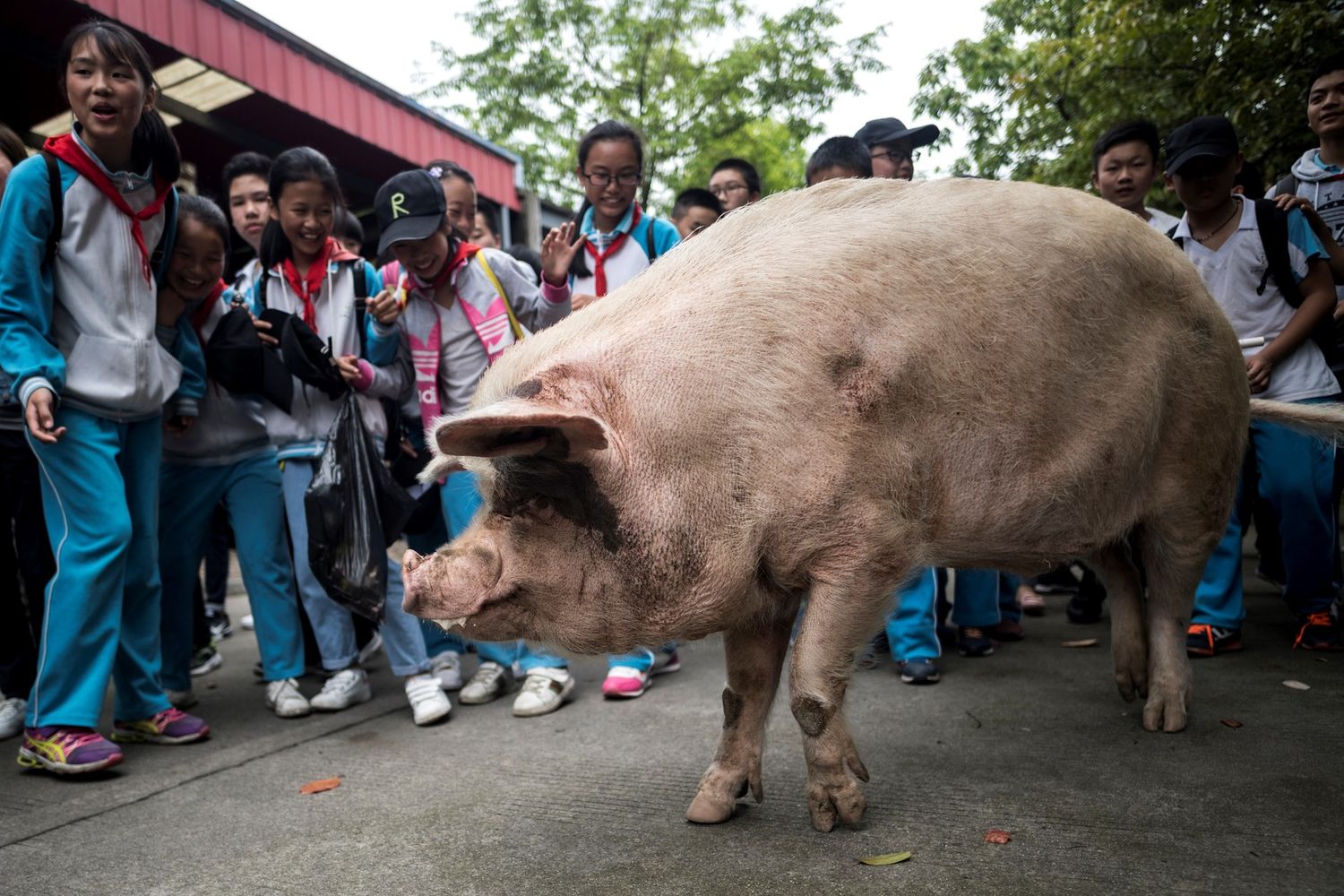 Zhu Jianqiang,&nbsp;il maiale sopravvissuto al terremoto del Sichuan nel 2008&nbsp;(AFP)