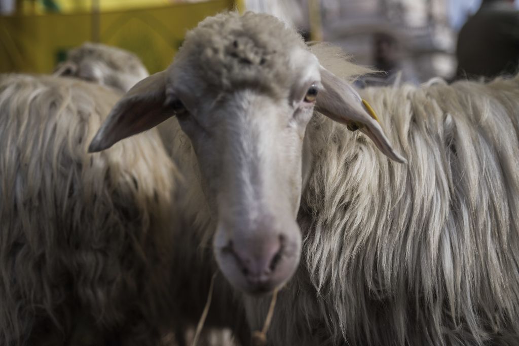 &nbsp;Virginia Raggi ha proposto di usare le pecore come tosaerba nei parchi Roma