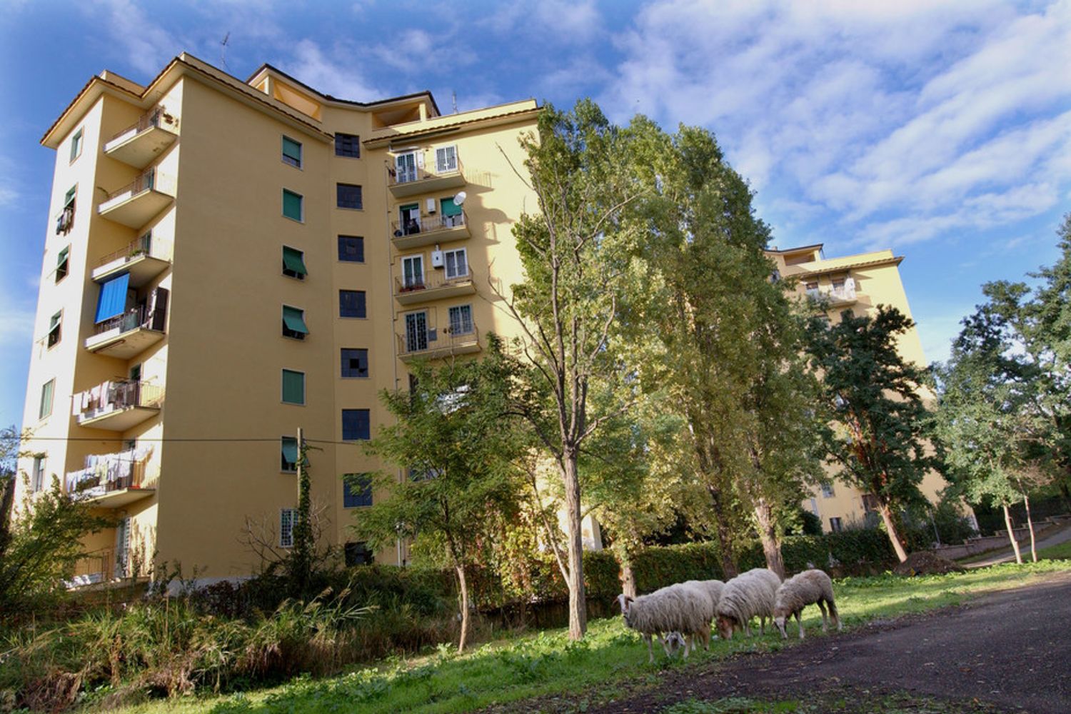 &nbsp;Pecore in un parco nel quartiere Ostiense a Roma