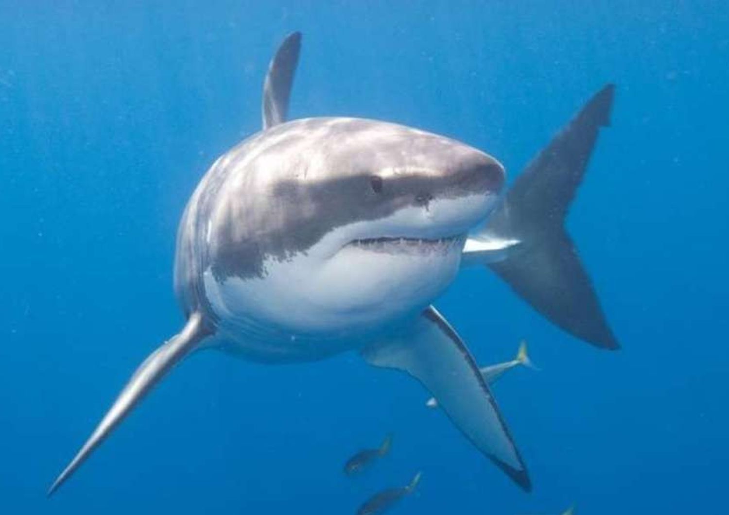 Spagna: allarme-squali, chiuse per un giorno sei spiagge catalane