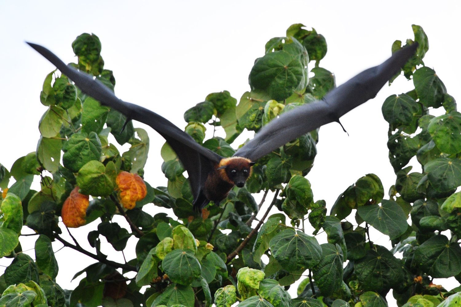 Pipistrello Pteropus (Afp)&nbsp;