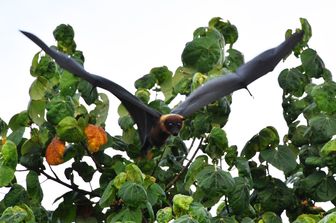 Pipistrello Pteropus (Afp)&nbsp;