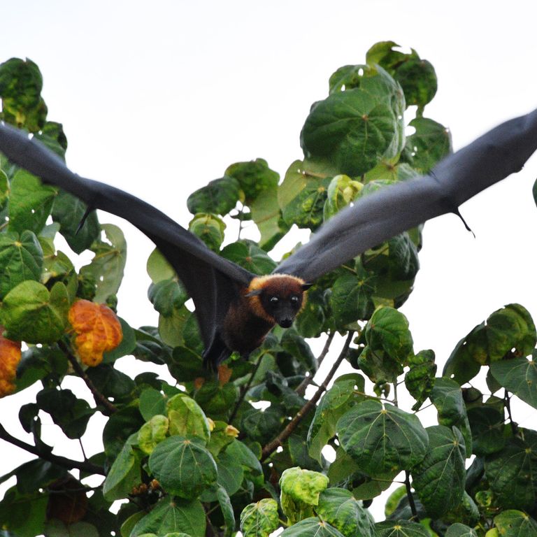 Pipistrello Pteropus (Afp)&nbsp;