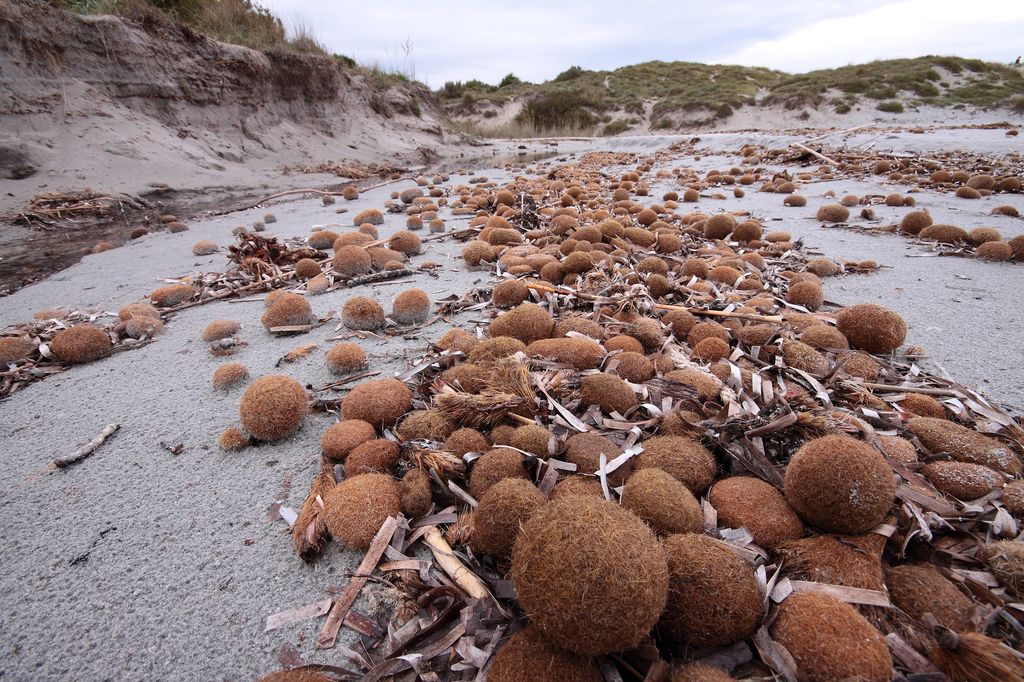 &nbsp; Poseidonia Sardegna