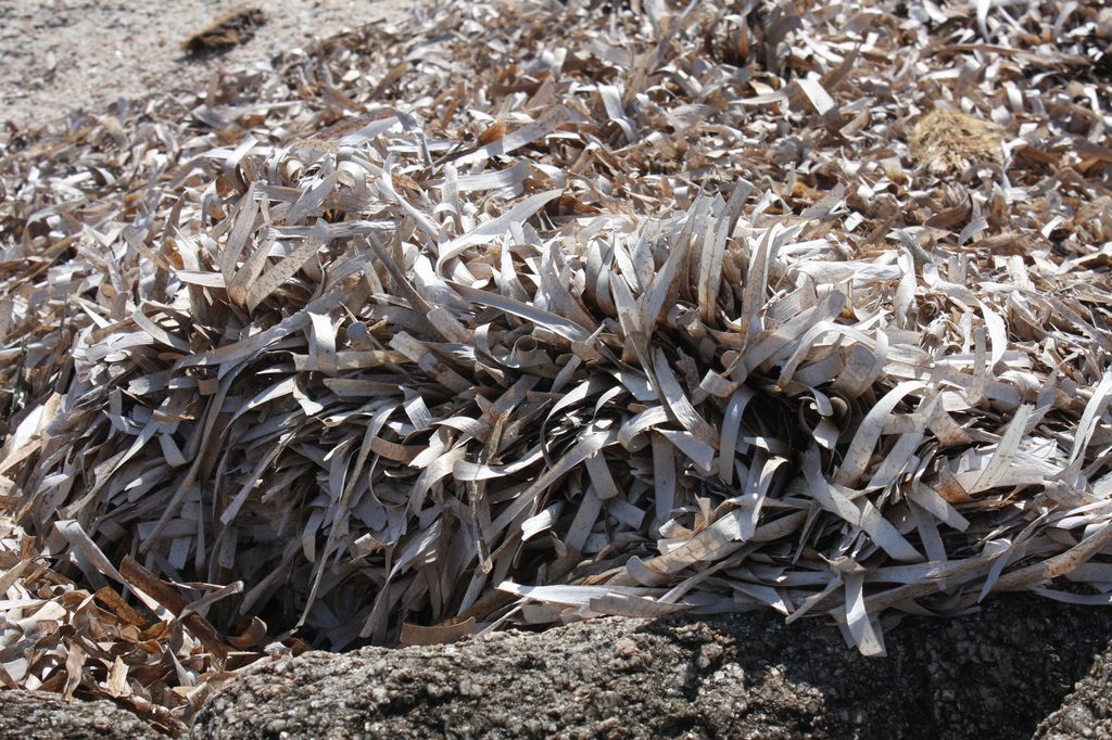 &nbsp;Poseidonia Sardegna