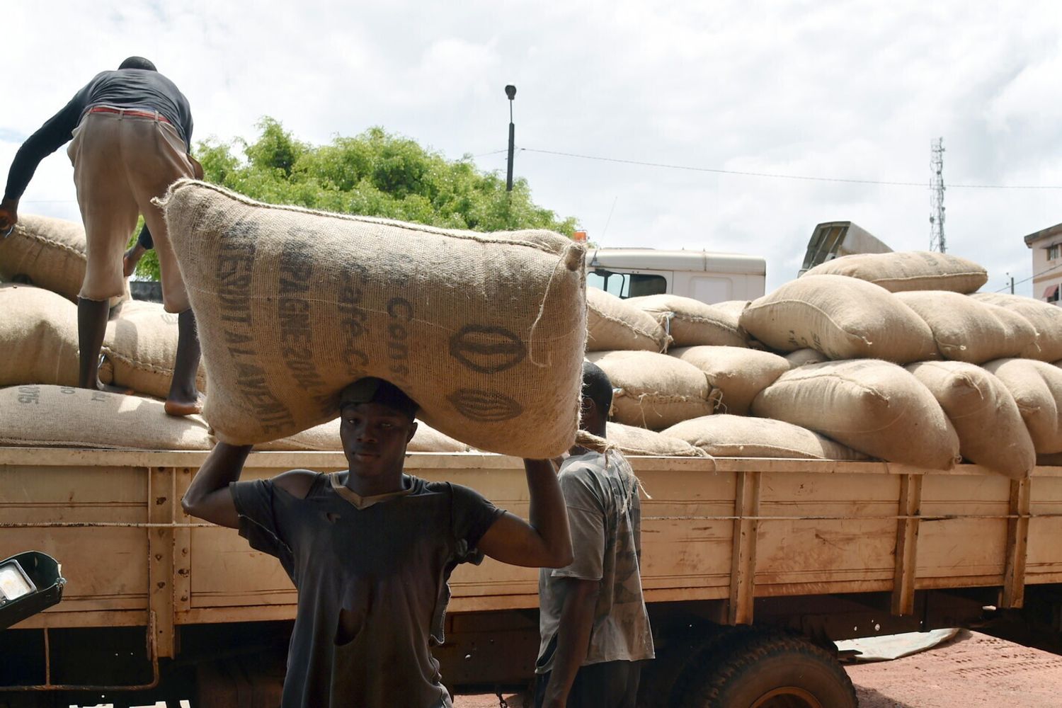 Raccolta cacao in Costa d'Avorio (Afp)&nbsp;