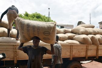 Raccolta cacao in Costa d'Avorio (Afp)&nbsp;