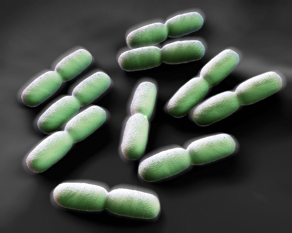 &nbsp;Listeria, Listeriosi