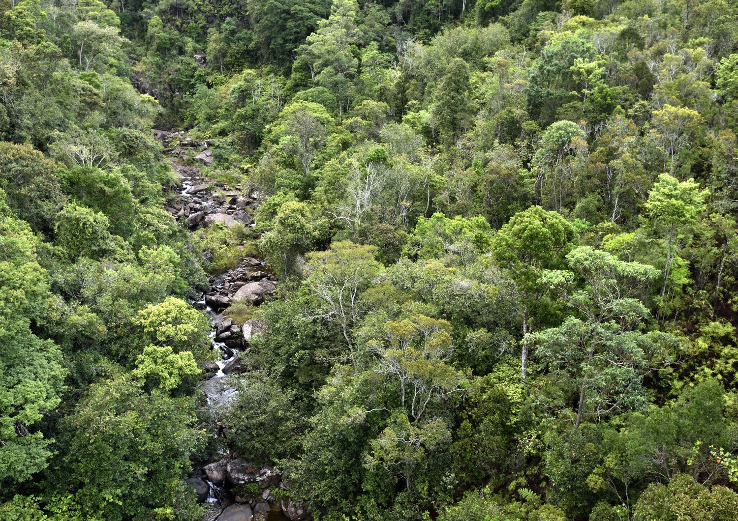 Foresta pluviale nella regione di Alaotra-Mangoro in Madagascar&nbsp;
