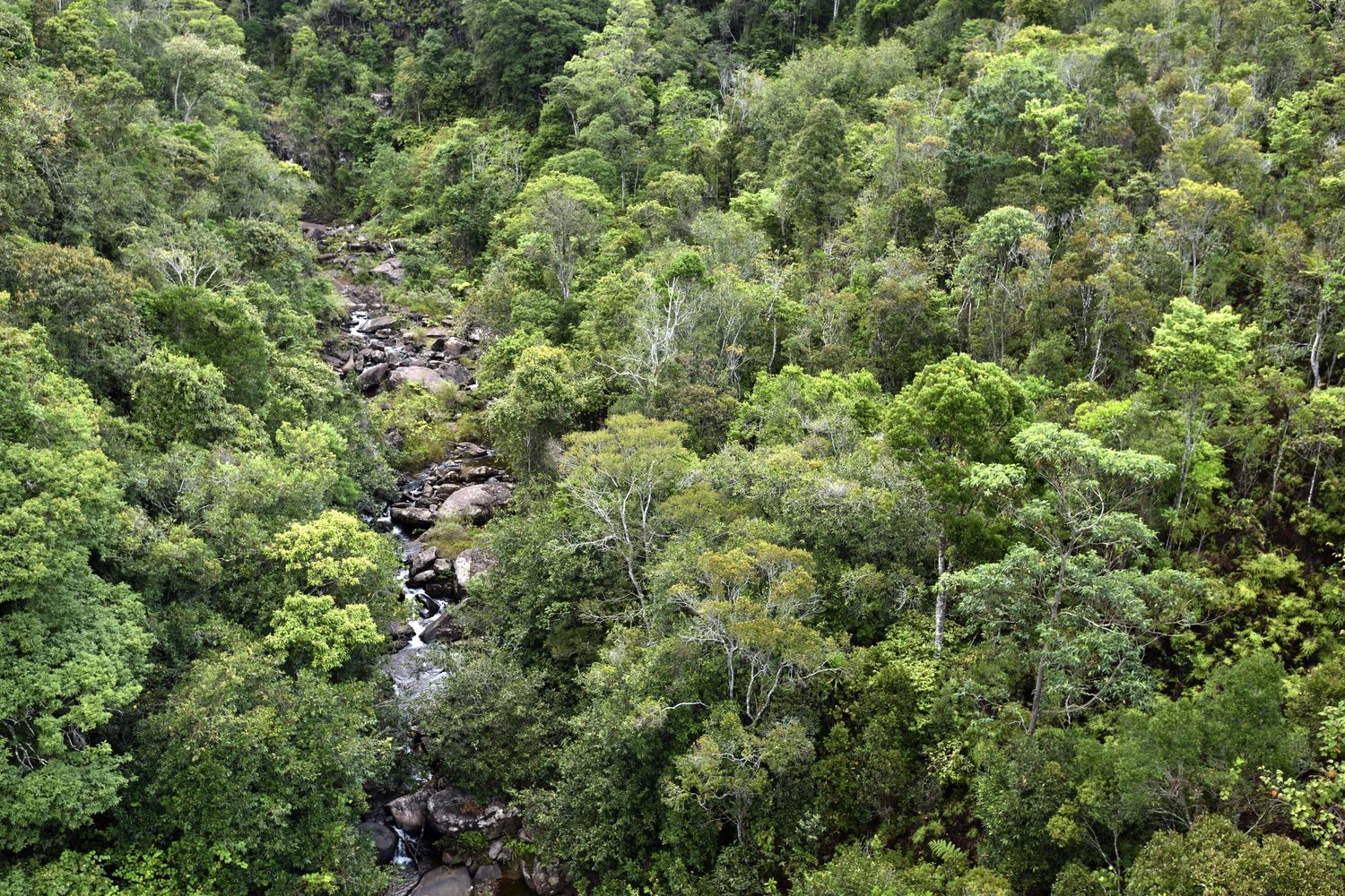 Foresta pluviale nella regione di Alaotra-Mangoro in Madagascar&nbsp;