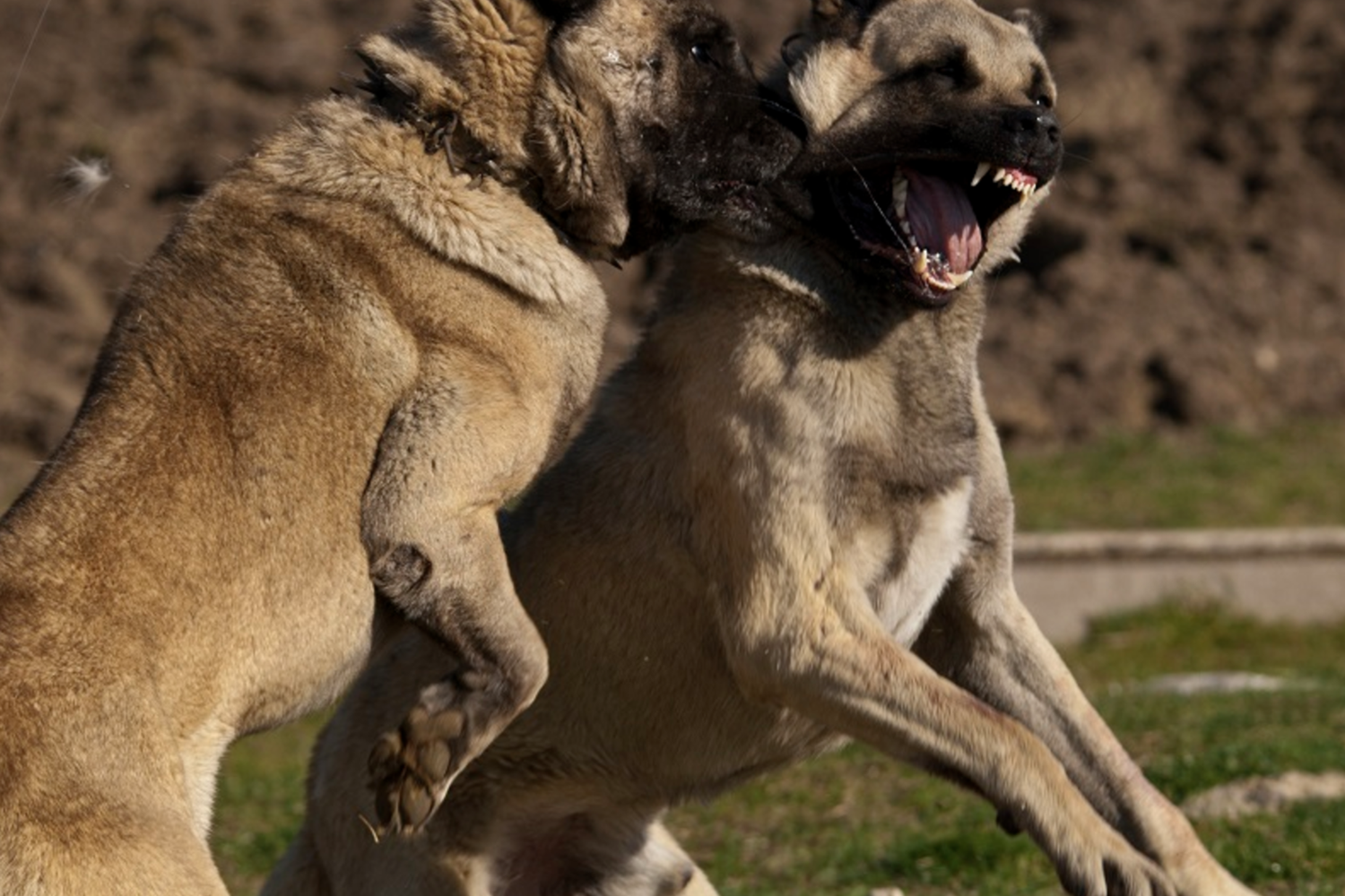 &nbsp;Un combattimento tra cani