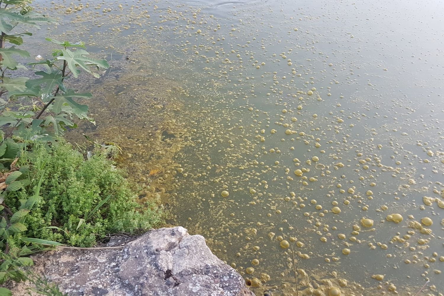 &nbsp;Bolle gialle nel laghetto di Villa Ada