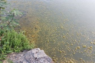 &nbsp;Bolle gialle nel laghetto di Villa Ada