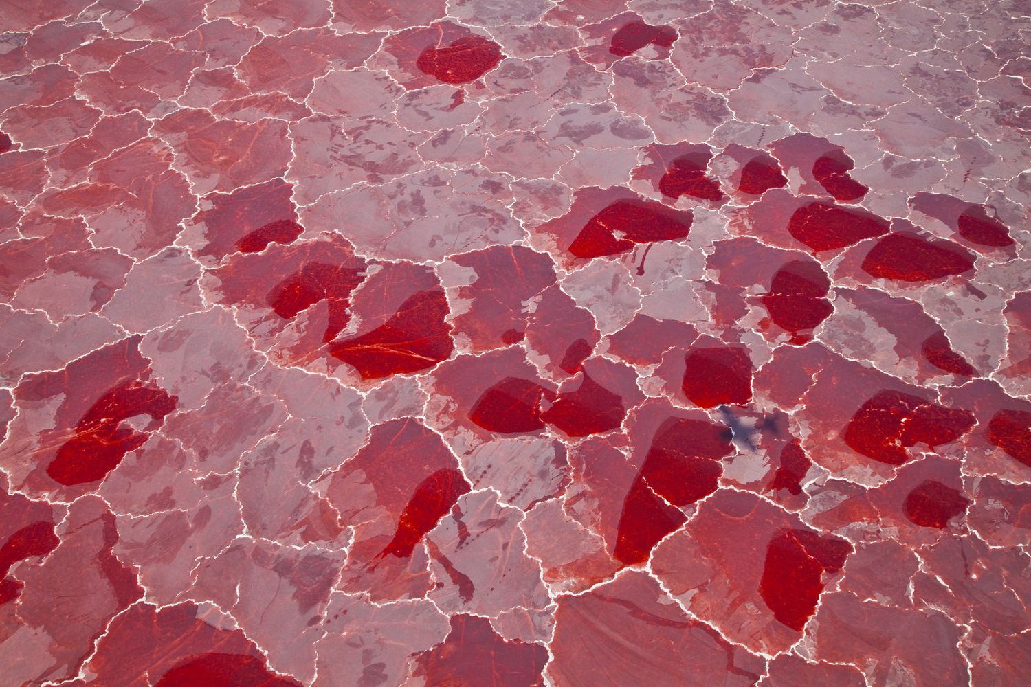 &nbsp;Le acque del lago Natron