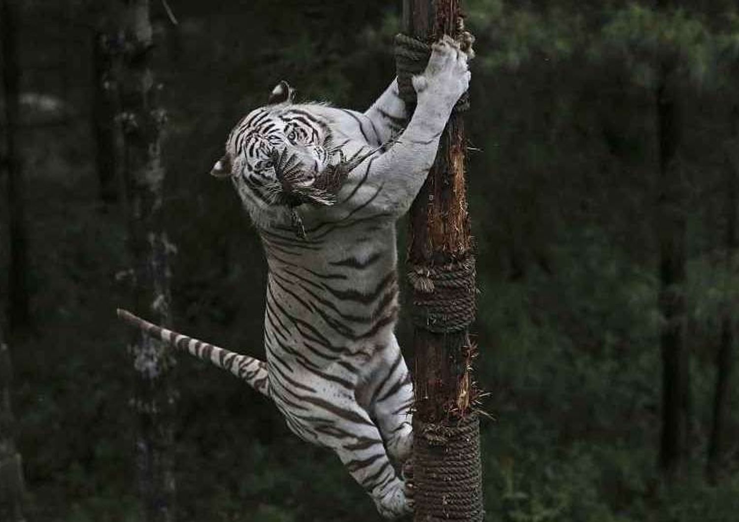 Orrore in India: 12enne sbranato da una rara tigre bianca allo zoo
