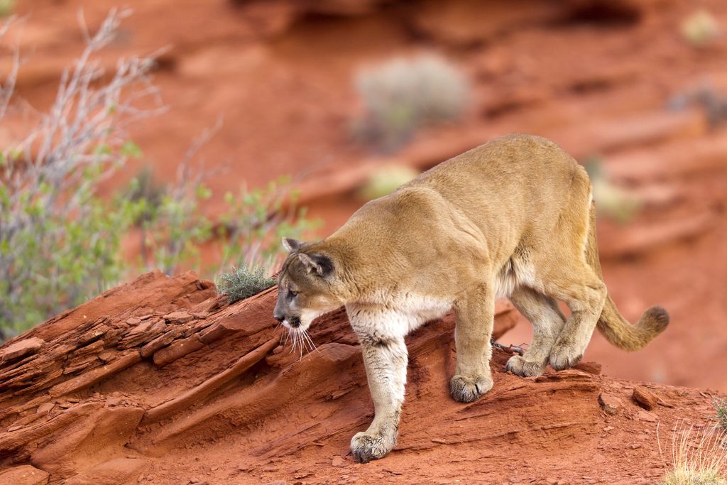 &nbsp;Puma