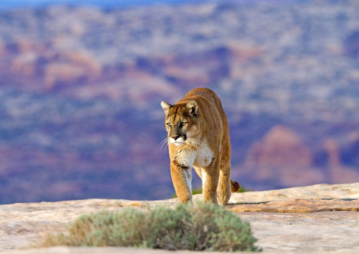 &nbsp;Puma