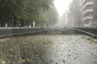 &nbsp;Un platano caduto sul Lungotevere