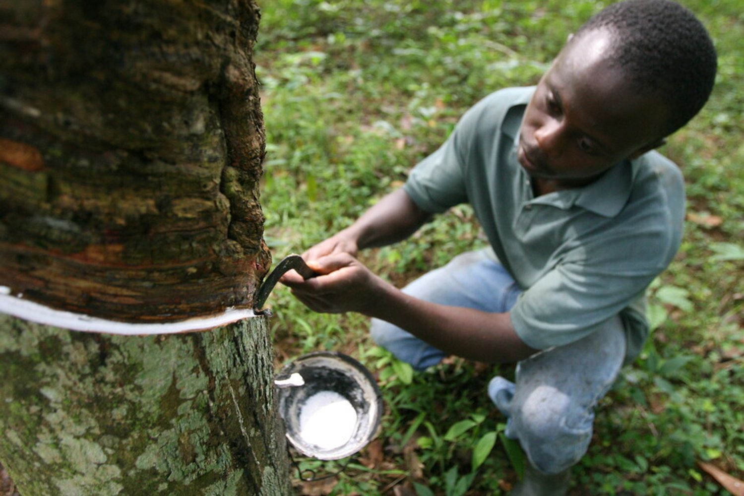 Costa d&rsquo;Avorio, piantagione di caucci&ugrave; (Afp) &nbsp;