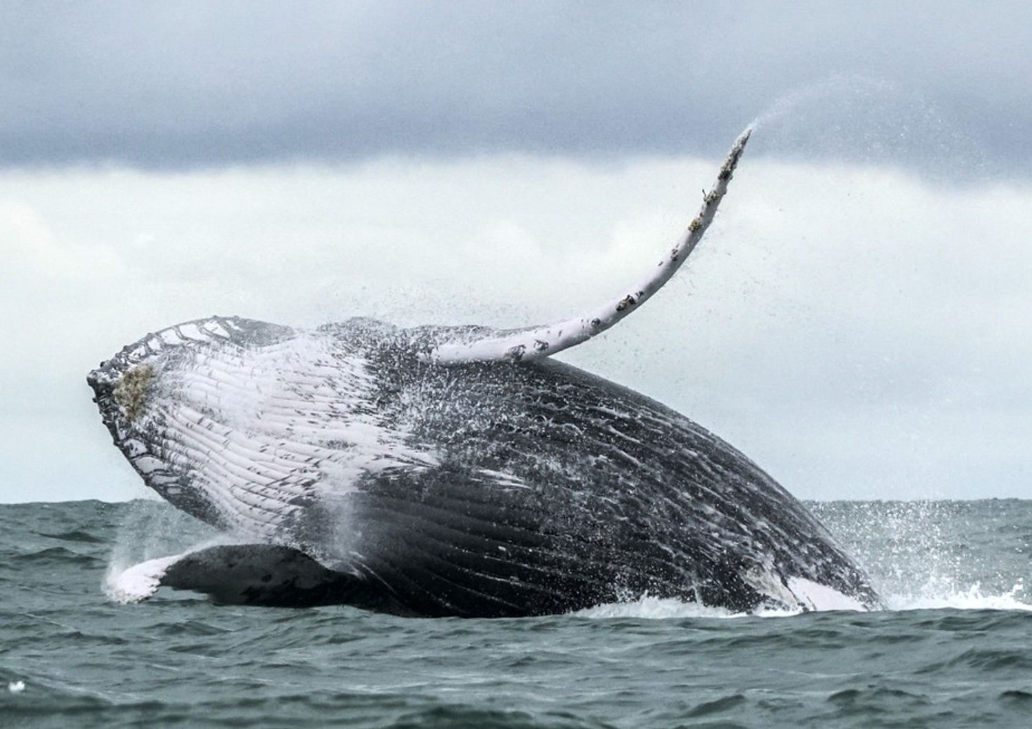 Balena Megattera (Afp)&nbsp;