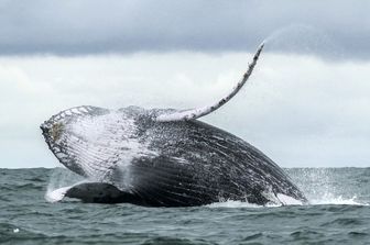 Balena Megattera (Afp)&nbsp;