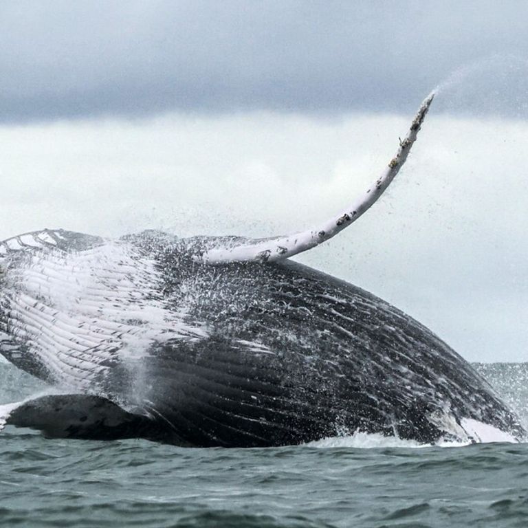 Balena Megattera (Afp)&nbsp;