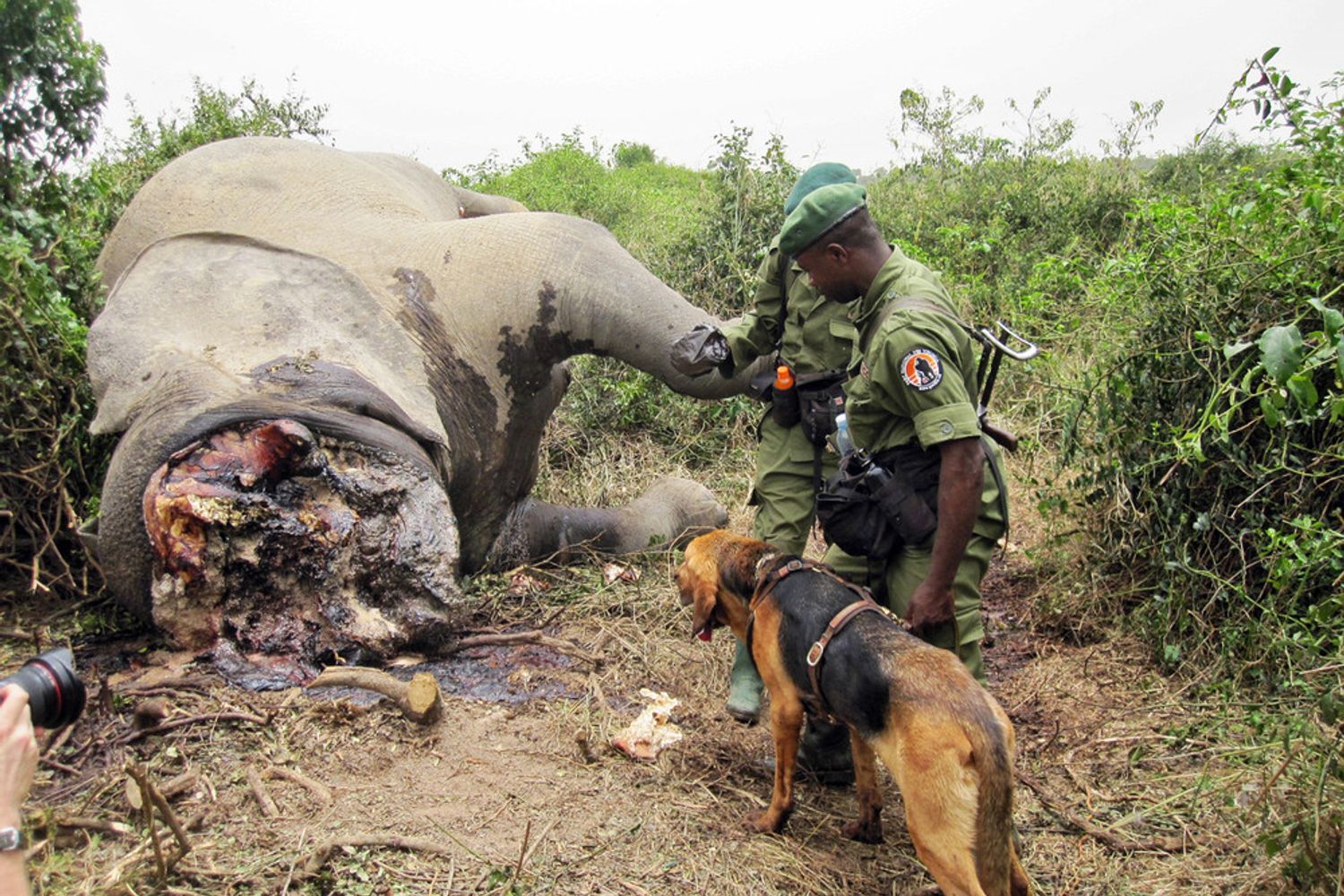 &nbsp;La carcassa di un elefante