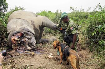 &nbsp;La carcassa di un elefante