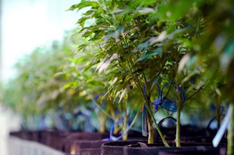 Marijuana (Agf)&nbsp;